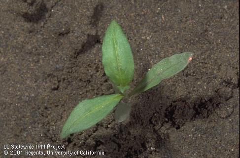 Seedling of ladysthumb, <I>Polygonum persicaria.</I>.