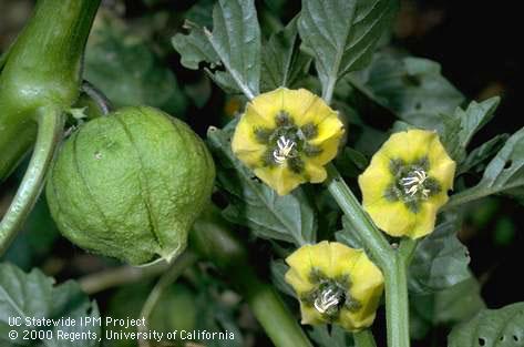 Tomatillo groundcherry flower, <I>Physalis philadelphica.</I>.