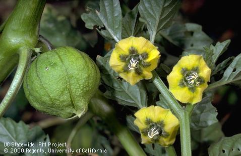 Fruit of tomatillo groundcherry.