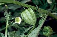 groundcherries