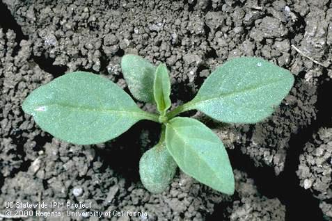 Seedling of lance-leaf groundcherry.