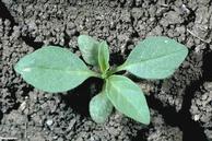 Groundcherry 
				seedling.