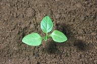 Tomatillo groundcherry seedling.