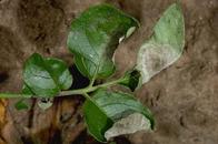 Potato late blight