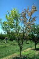 Tree damaged by bacterial canker.