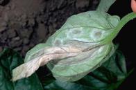 Tomato late blight