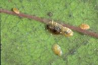 European fruit lecanium nymphs.