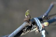 Variegated cutworm, Peridroma saucia, feeding on a bud.