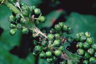 Silken nests made by larvae of the omnivorous leafroller, Platynota stultana, and their feeding damage on developing grape flowers.