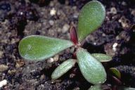 Seedling of common purslane, Portulaca oleracea.