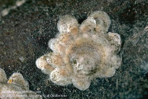 A daisy-shaped, overlapping cluster of walnut scales, <i>Diaspidiotus</i> (=<i>Quadraspidiotus</i>) <i>juglans-regiae</i>.