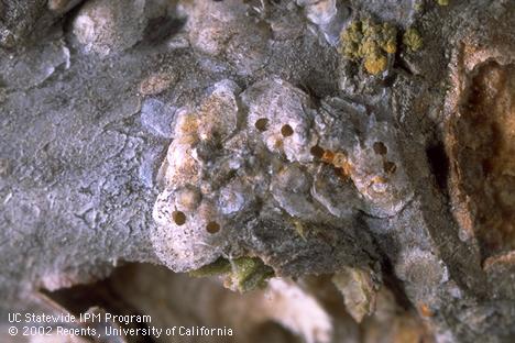 Exit holes of <I>Aphytis</I> sp. parasites in the coverings of walnut scales, <I>Diaspidiotus juglans-regiae.</I>.