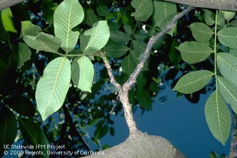 Crop damaged by walnut scale.