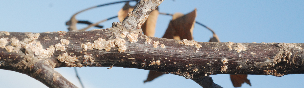 Walnut twig infested with walnut scale.