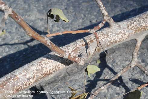 Walnut twig infested with walnut scale.