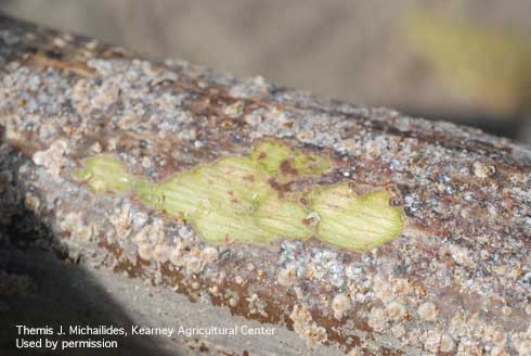 Heavily infested twig with walnut scales can cause the bark to crack and increase Botryosphaeria infection and canker development. 