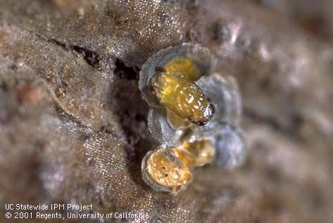 Pupa of <i>Aphytis aonidiae</i> exposed under the cover of an armored scale.