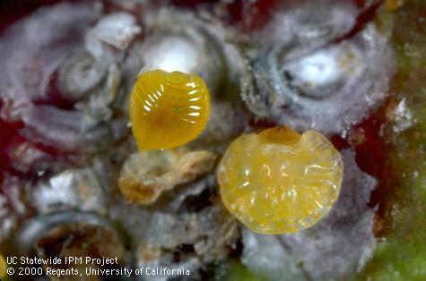 Orangish bodies of a mature larva (prepupa) of a parasitic wasp, <i>Aphytis</i> sp. (left), and a San Jose scale, <i>Diaspidiotus perniciosus</i>, exposed by removing the scale covers.