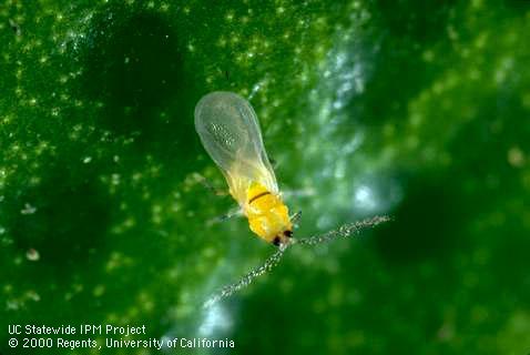 Adult male California red scale showing a dark band across its back. Adult male San Jose scales and California red scales cannot be distinguished in the field based on their appearance, but the host plants on which they are found indicates the species.