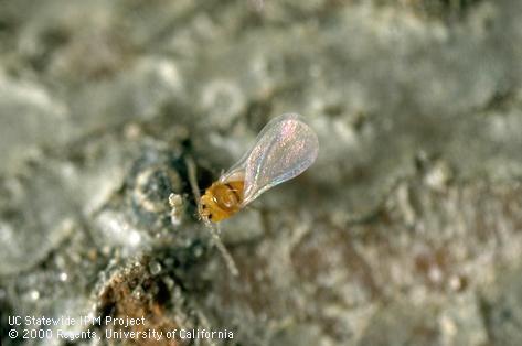 Adult male San Jose scale, <i>Diaspidiotus perniciosus</i>.