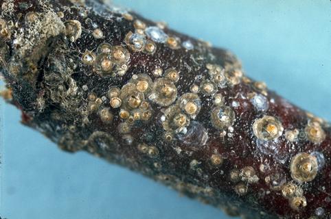 Nymphs and adult females of San Jose scale, <i>Diaspidiotus perniciosus</i>, on old wood.