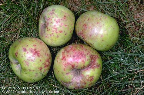 Crop damaged by San Jose scale.