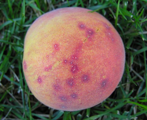 When mature fruit are infested by San Jose scale, <I>Diaspidiotus perniciosus,</I> characteristic red halos develop around the individual scales.