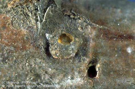 Cover of a parasitoid-killed San Jose scale (center) with the rounded emergence hole of an adult Encarsia perniciosi wasp. Sooty mold obscures the scale cover.