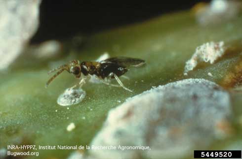 An adult female Encarsia perniciosi wasp investigating an early-instar San Jose scale.