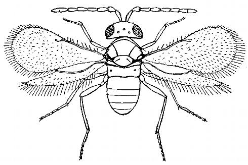 Adult male parasitic wasp, Encarsia species. Adults are about 1/60 inch (0.4 mm) or less in body length.