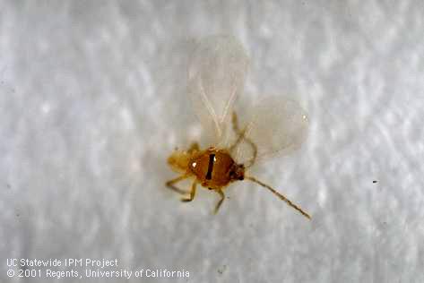 Male San Jose scale, <I>Quadraspidiotus perniciosus,</I> caught in a pheromone trap.