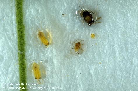 Close-up of the parasites <i>Aphytis</i> sp. (left) and <i>Encarsia perniciosi</i> (upper right) and a male San Jose scale, <i>Diaspidiotus perniciosus</i> (middle), caught in a sticky trap baited with the pheromone of San Jose scale. 