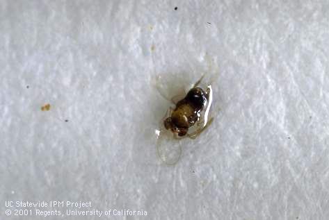 Scale parasite, <I>Encarsia perniciosi,</I> caught in pheromone trap used to monitor flights of male San Jose scale, <I>Quadraspidiotus perniciosus.</I>.