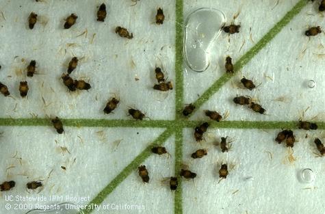 A pheromone trap containing San Jose scale and a parasite, E. perniciosi.