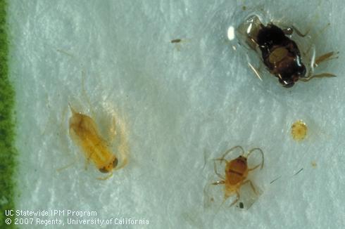 Adult armored scale parasitoids: Aphytis species (left) and Encarsia perniciosi  (upper right) in a sticky trap with a male armored scale (bottom right).