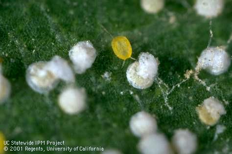 Yellow crawler and white caps of San Jose scale, <I>Quadraspidiotus perniciosus.</I>.