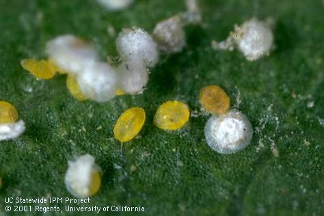 Yellow crawlers and white caps of San Jose scale, <I>Quadraspidiotus perniciosus.</I>.