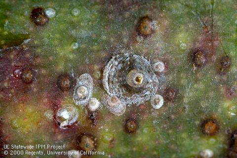 Nymphs, immature male (the elongate cover), and mature female (center) San Jose scales, <i>Diaspidiotus perniciosus</i>.