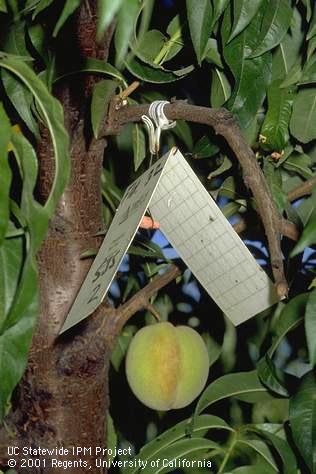 Tent-type pheromone trap used to monitor male flights of San Jose scale, <I>Quadraspidiotus perniciosus.</I>.