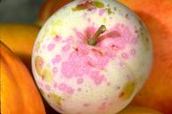 Red halos forming around San Jose scale, Diaspidiotus perniciosus, infesting the surface of a green plum.