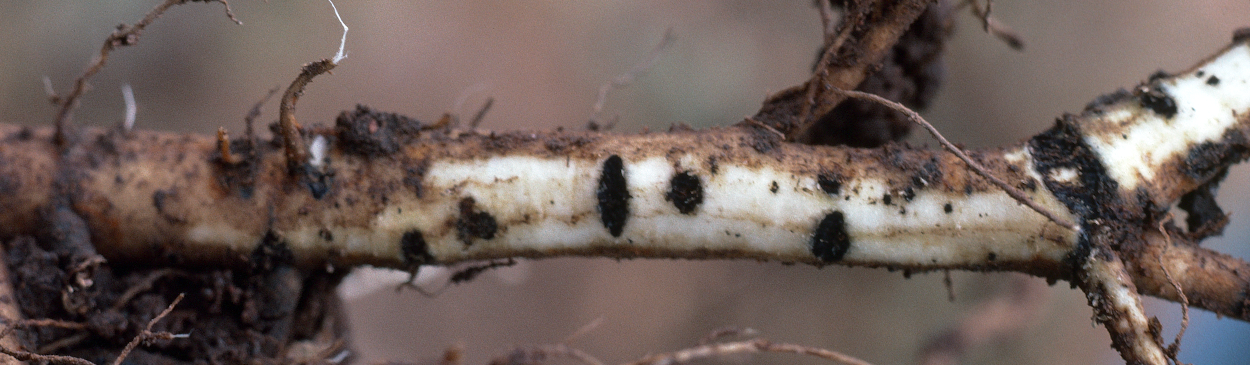 Rhizoctonia root lesions turn black in winter when inactive.