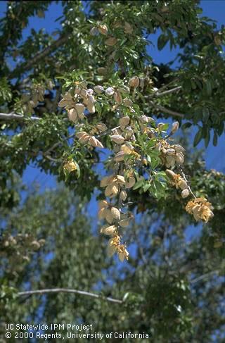 After harvest, nuts remain on fruiting wood killed by hull rot fungi.