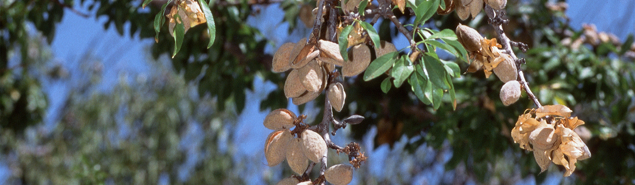 After harvest, nuts remain on fruiting wood killed by hull rot fungi. 