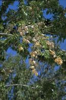 After harvest, nuts remain on fruiting wood killed by hull rot fungi. Photo by Jack Kelly Clark.