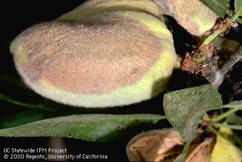 Fruit damaged by hull rot.