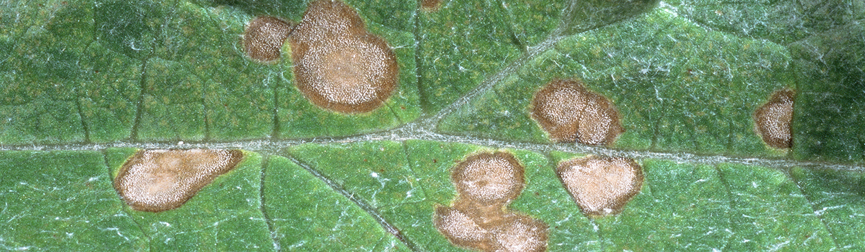 Ramularia leaf spot lesions on artichoke leaf.