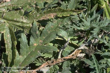 Ramularia leaf spot lesions on artichoke foliage.