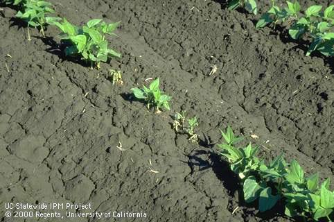 Rhizoctonia stem canker, Rhizoctonia root canker.