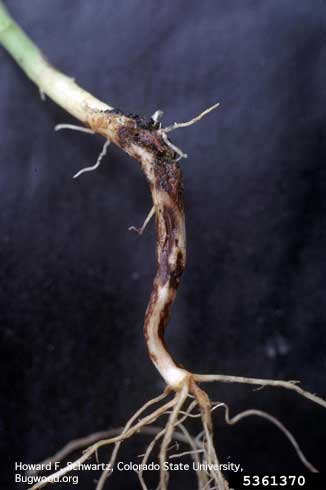 Reddish brown lesions on dry bean roots, symptoms of Rhizoctonia root rot, caused by <i>Rhizoctonia solani.</i>.