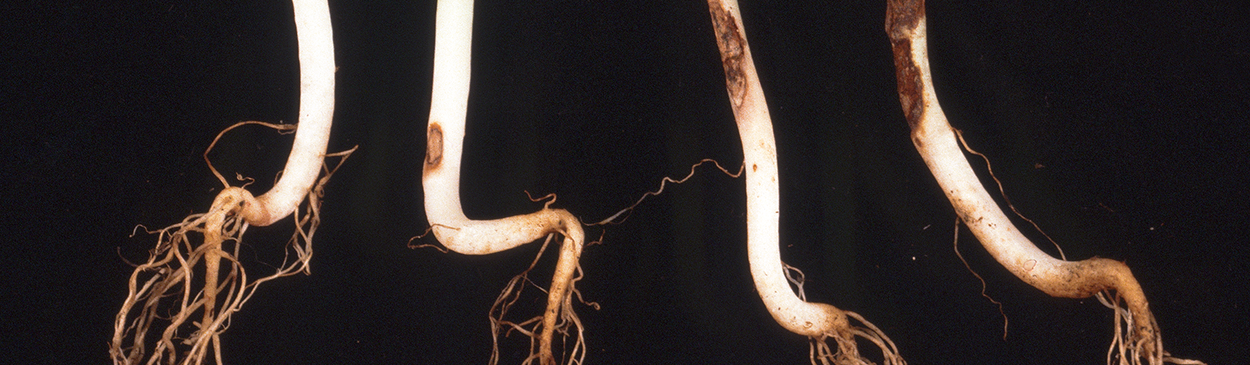 Reddish brown, elliptical lesions on the hypocotyl and darkened, decaying roots due to damping-off, Rhizoctonia solani.
